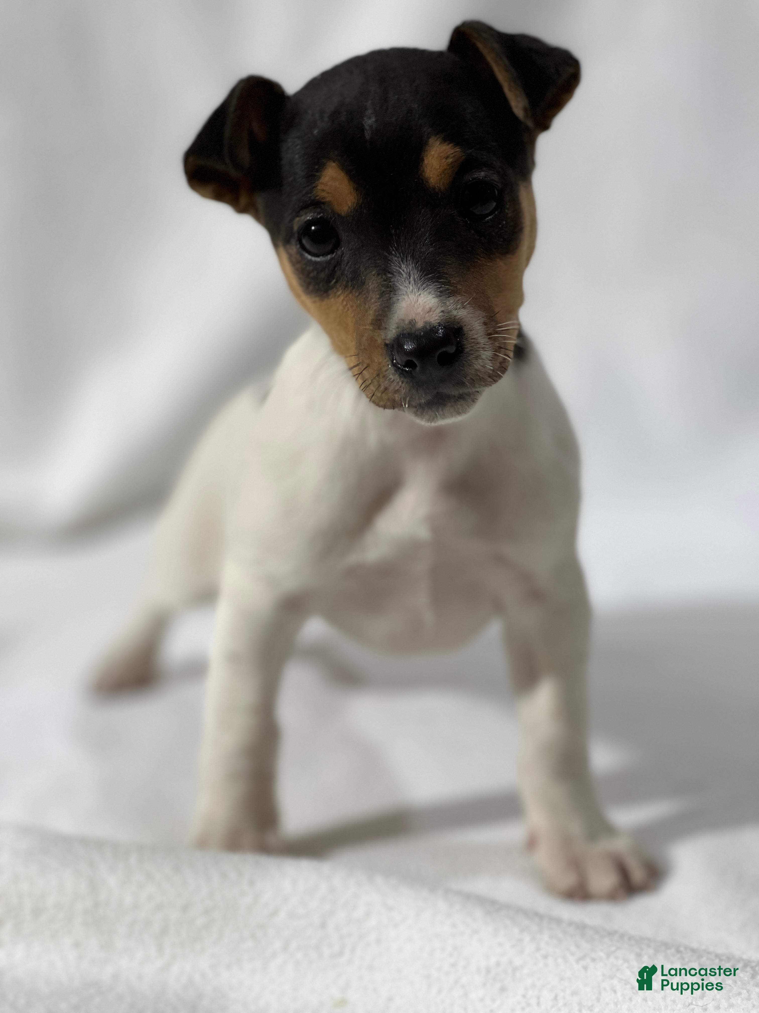 Jack Russell Terrier dogs Blaire - Ad 42