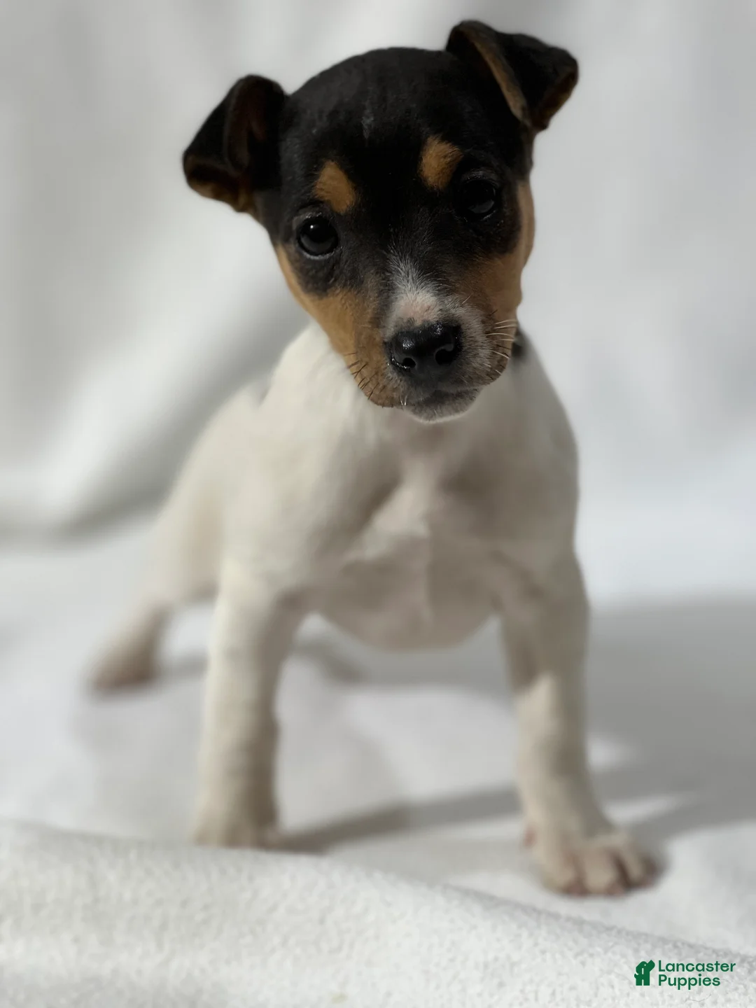 Jack Russell Terrier dogs for sale: Blaire - Ad 1