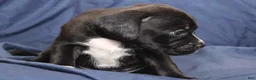 Puggle dogs for sale: Chewy - Ad 53