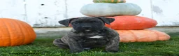 Cane Corso dogs for sale: Enzo - Ad 3