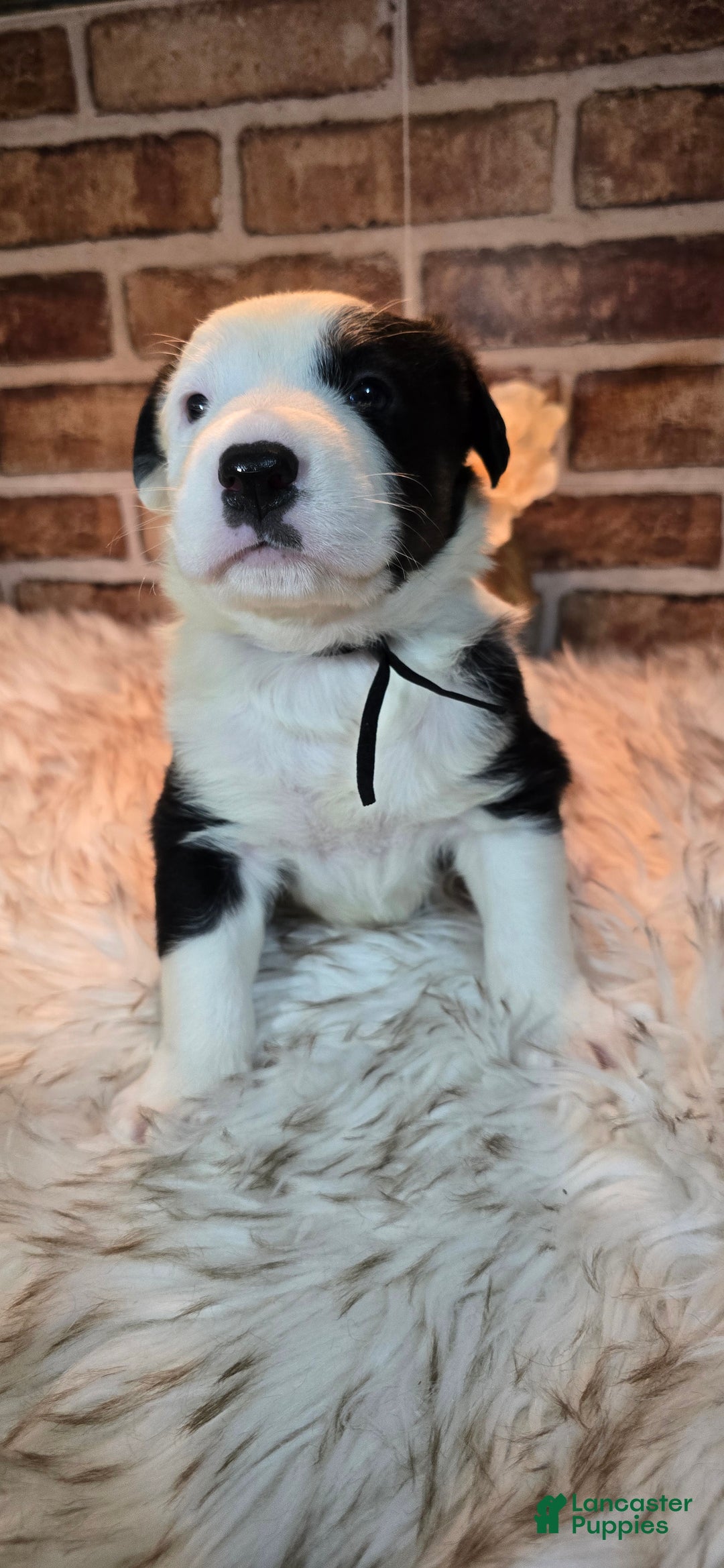 Mixed Breed dogs for sale: Milo - Ad 9