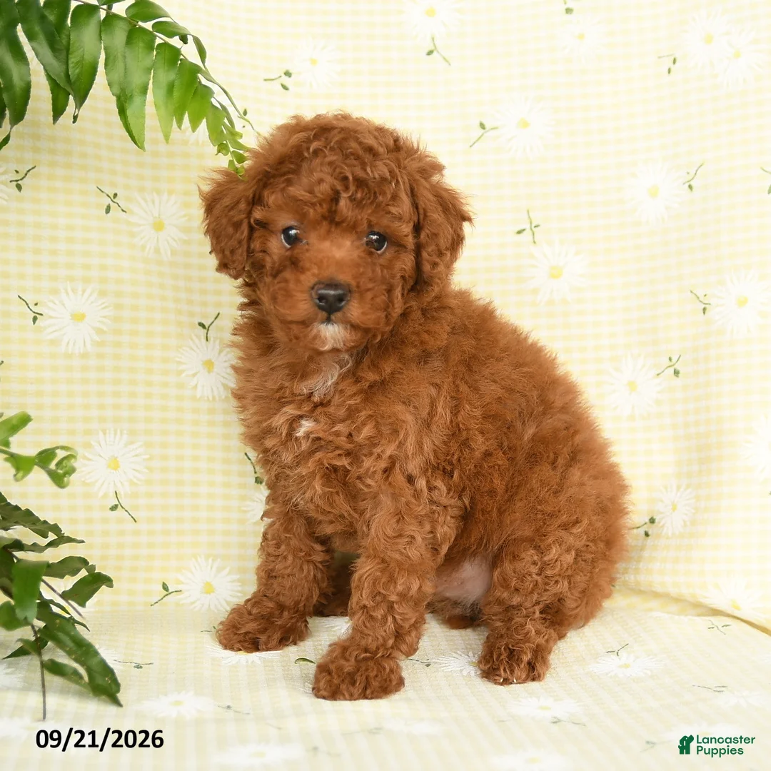 Toy Poodle dogs for sale: Jason - Ad 1