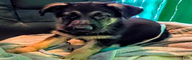 Blue Collar Female — German Shepherd Puppy, Dayton Ohio