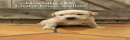 Labrador Retriever dogs for sale: Noodle- Light blue - Ad 2