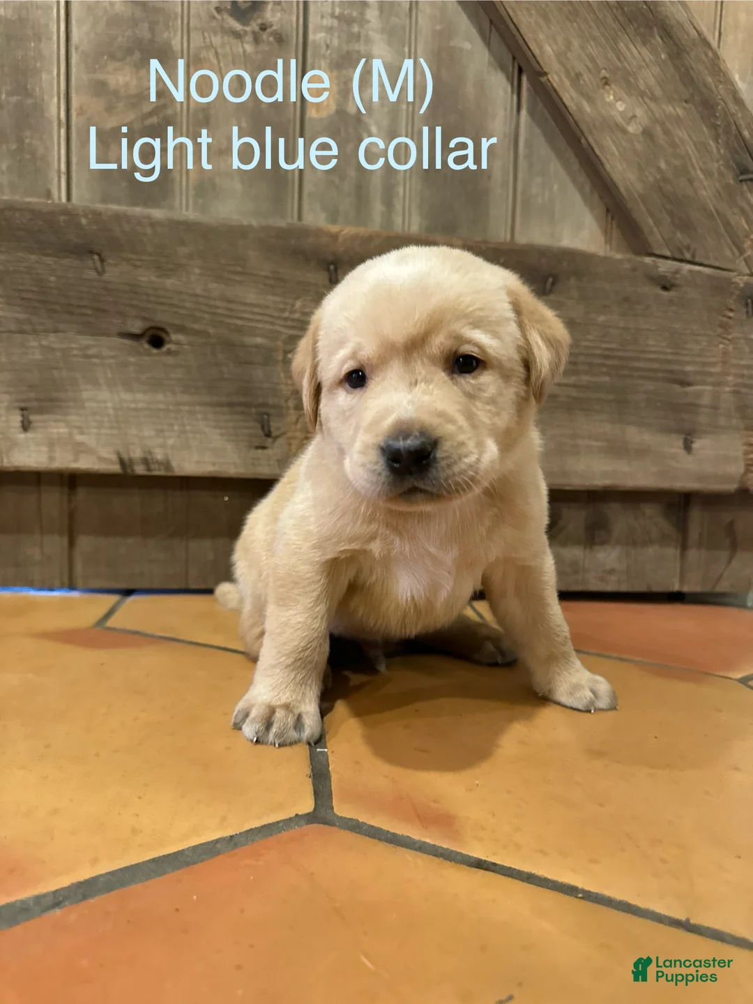Labrador Retriever dogs for sale: Noodle- Light blue - Ad 2