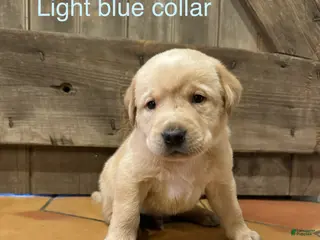 Labrador Retriever dogs Noodle- Light blue - Ad 27