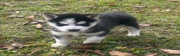 Siberian Husky dogs for sale: Radison - Ad 1