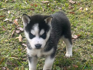 Siberian Husky dogs Radison - Ad 42