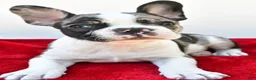 Frenchton dogs for sale: Bella  - Ad 3