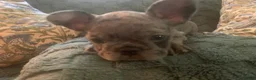 French Bulldog dogs for sale: June - Ad 3