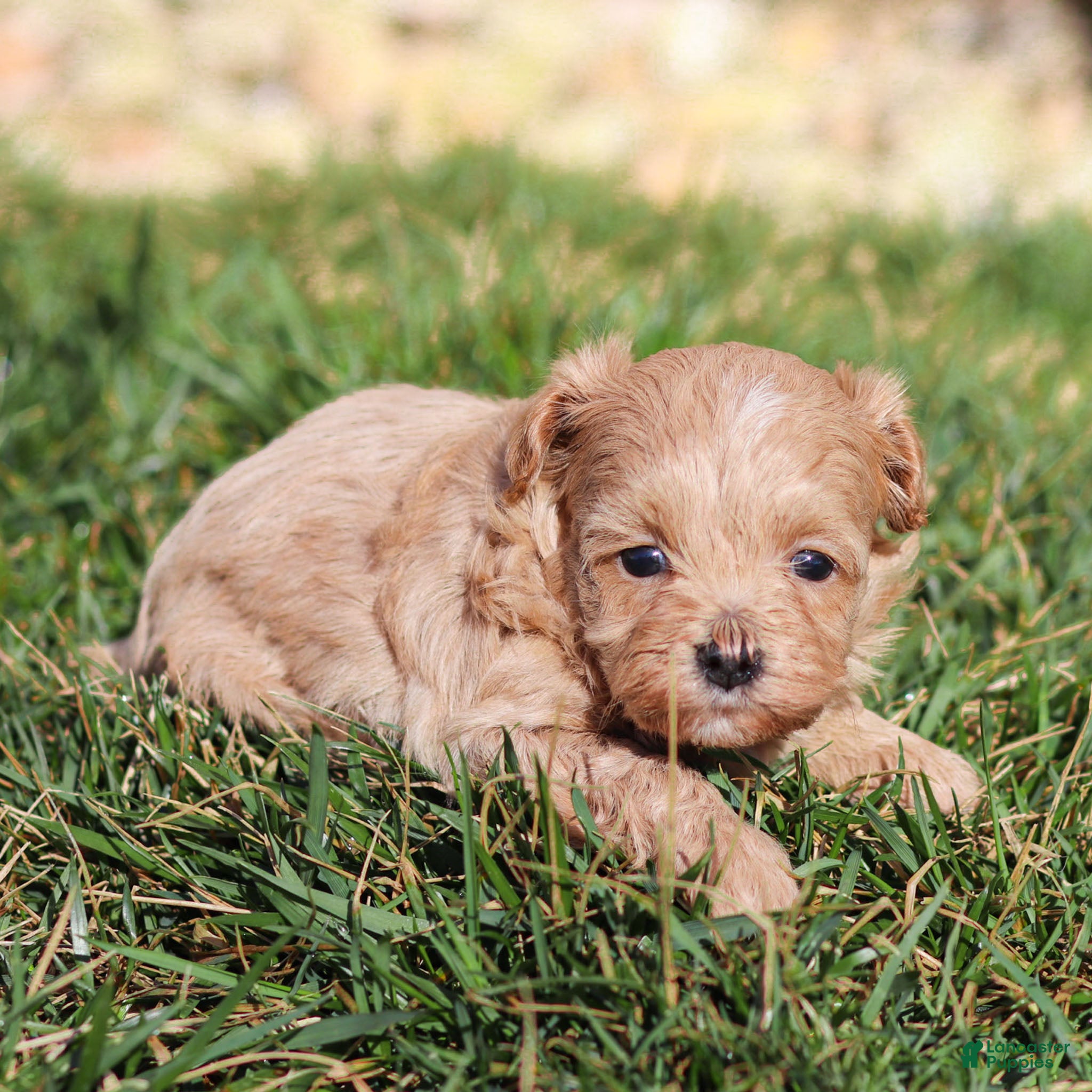 Maltipoo dogs Maltipoo Puppy 3 - Ad 1