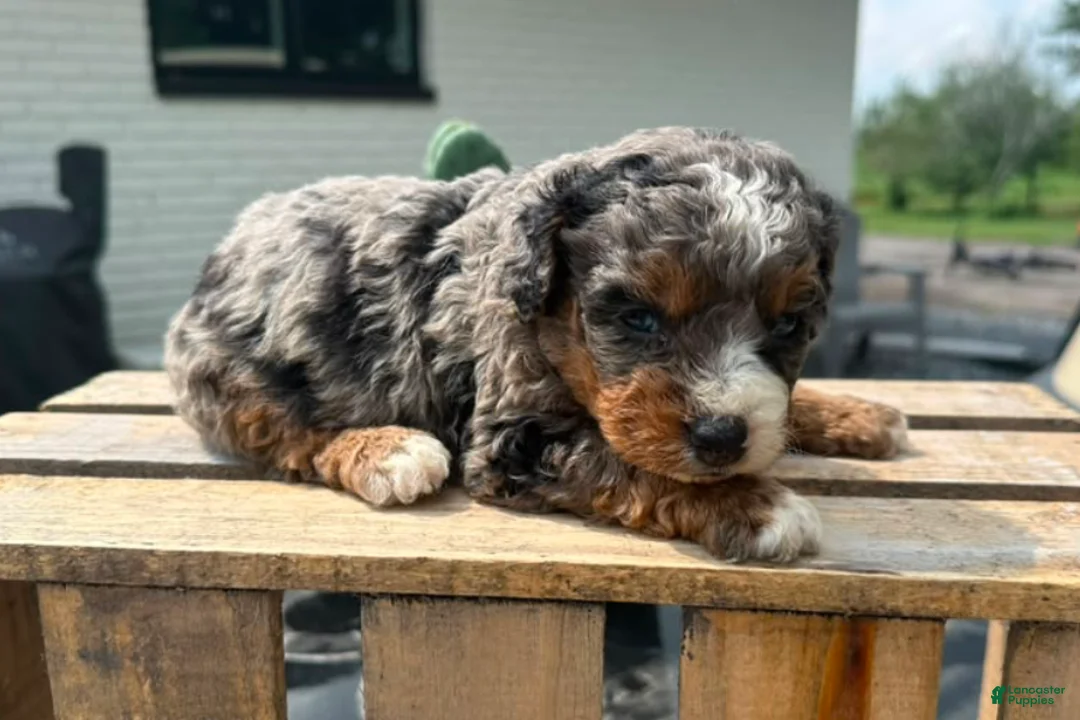 Mini Bernedoodle dogs for sale: Cherry - Ad 2