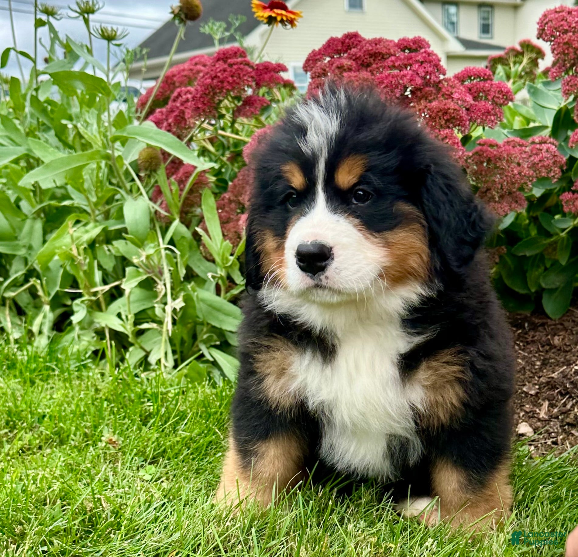 Bernese Mountain Dog dogs Raine  - Ad 1