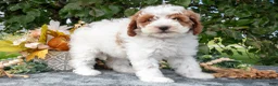 Miniature Poodle dogs for sale: Tilly - Ad 3