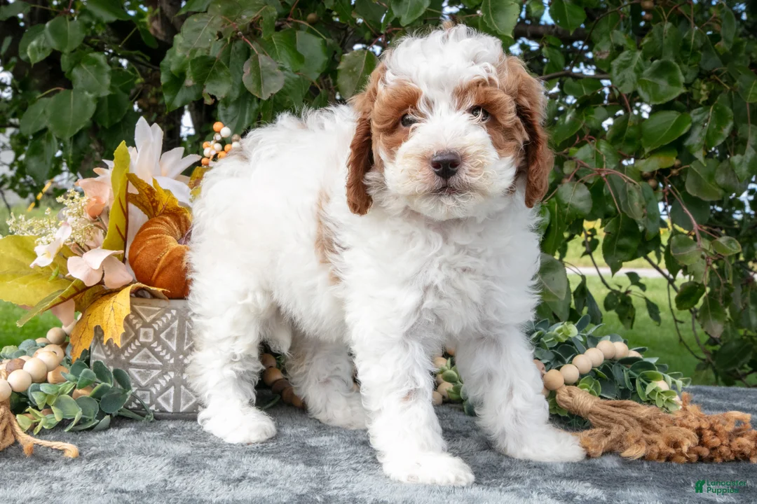 Miniature Poodle dogs for sale: Tilly - Ad 3