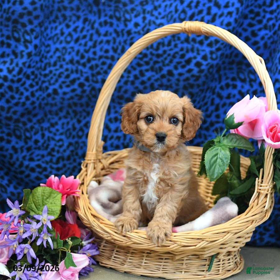 Cavapoo dogs Scout - Ad 1
