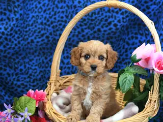 Cavapoo dogs for sale: Scout - Ad 4