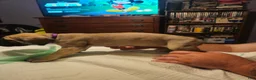 English Mastiff dogs for sale: English Mastiff 2 - Ad 4