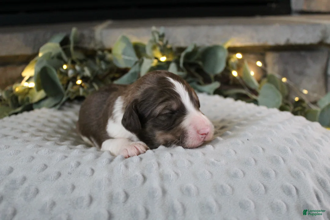 Bordoodle dogs for sale: Orion - Ad 2