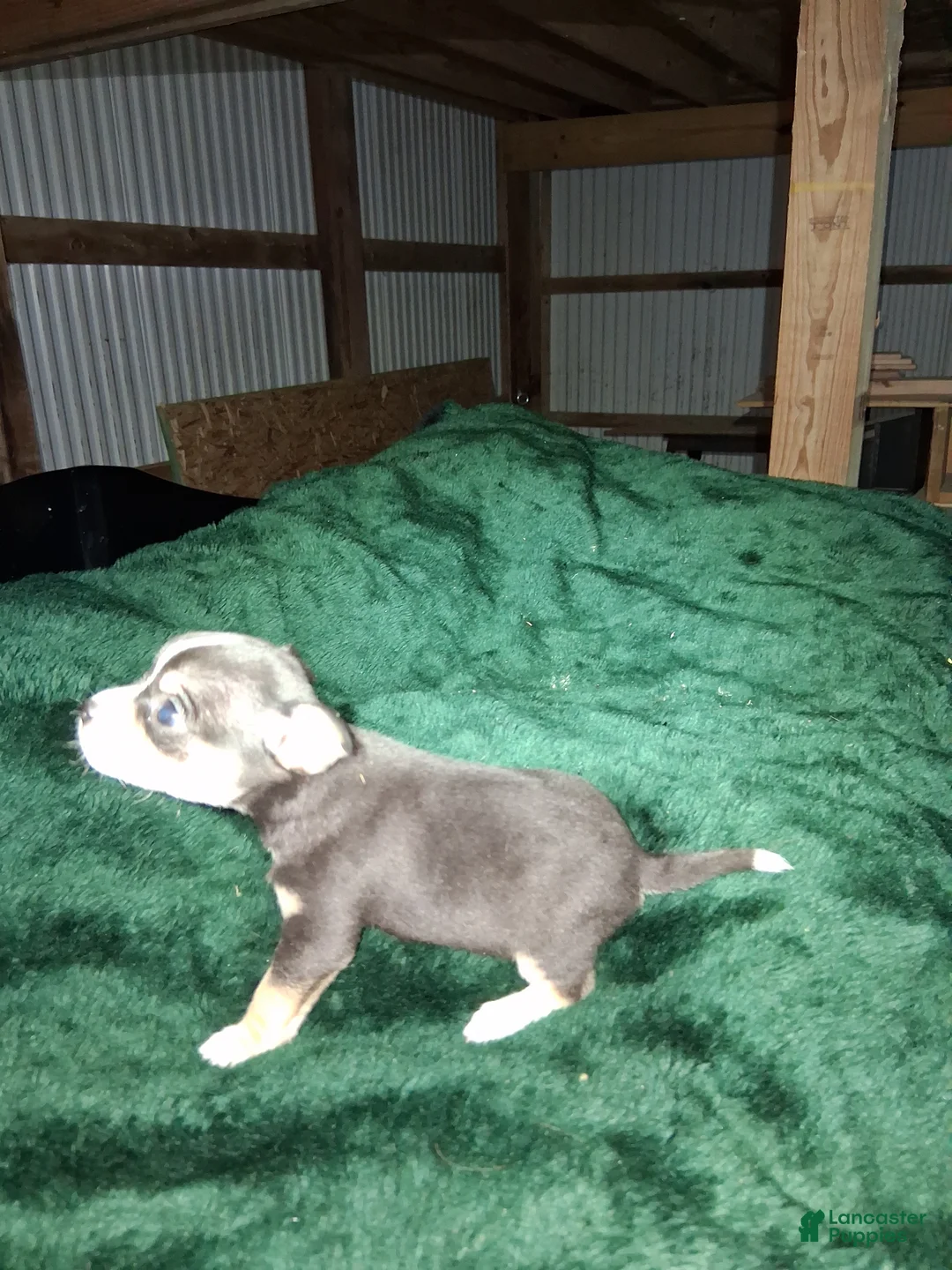 Chihuahua dogs for sale: Chihuahua Puppy 2 - Ad 2