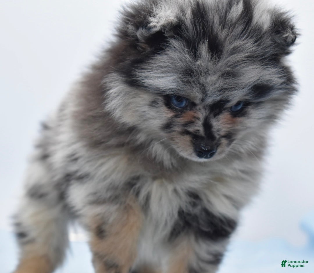 Pomsky dogs for sale: Logan - Ad 5