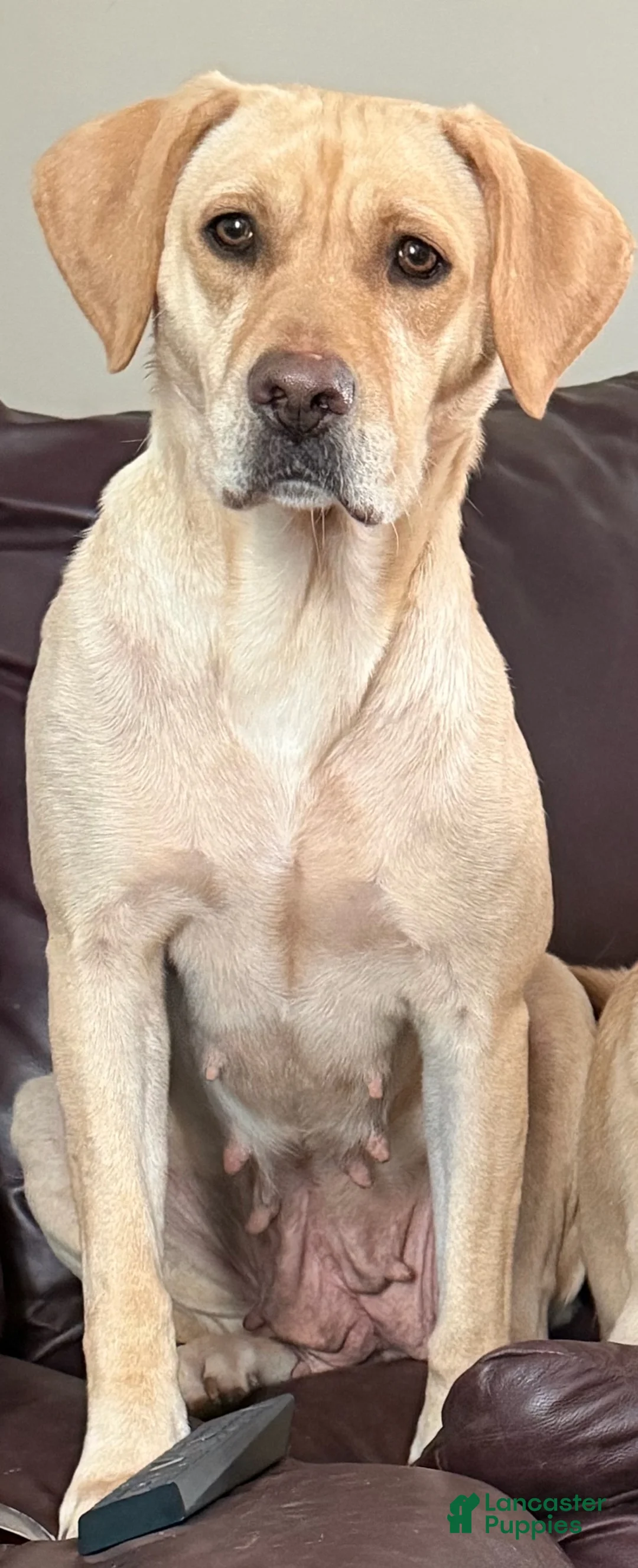 Mixed Breed dogs for sale: Mixed Breed Mother  - Ad 2