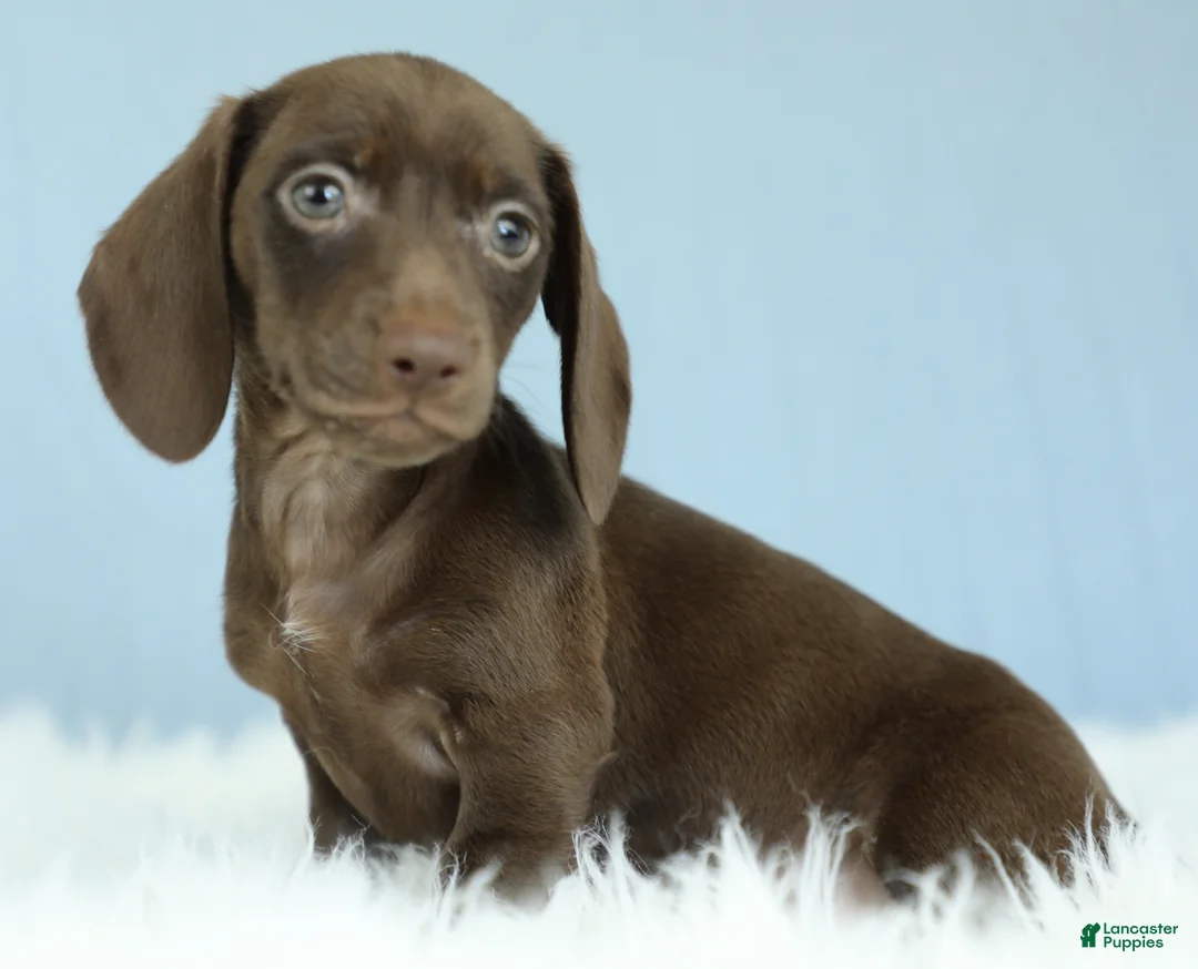 Dachshund dogs for sale: Ophelia 🌙 - Ad 1