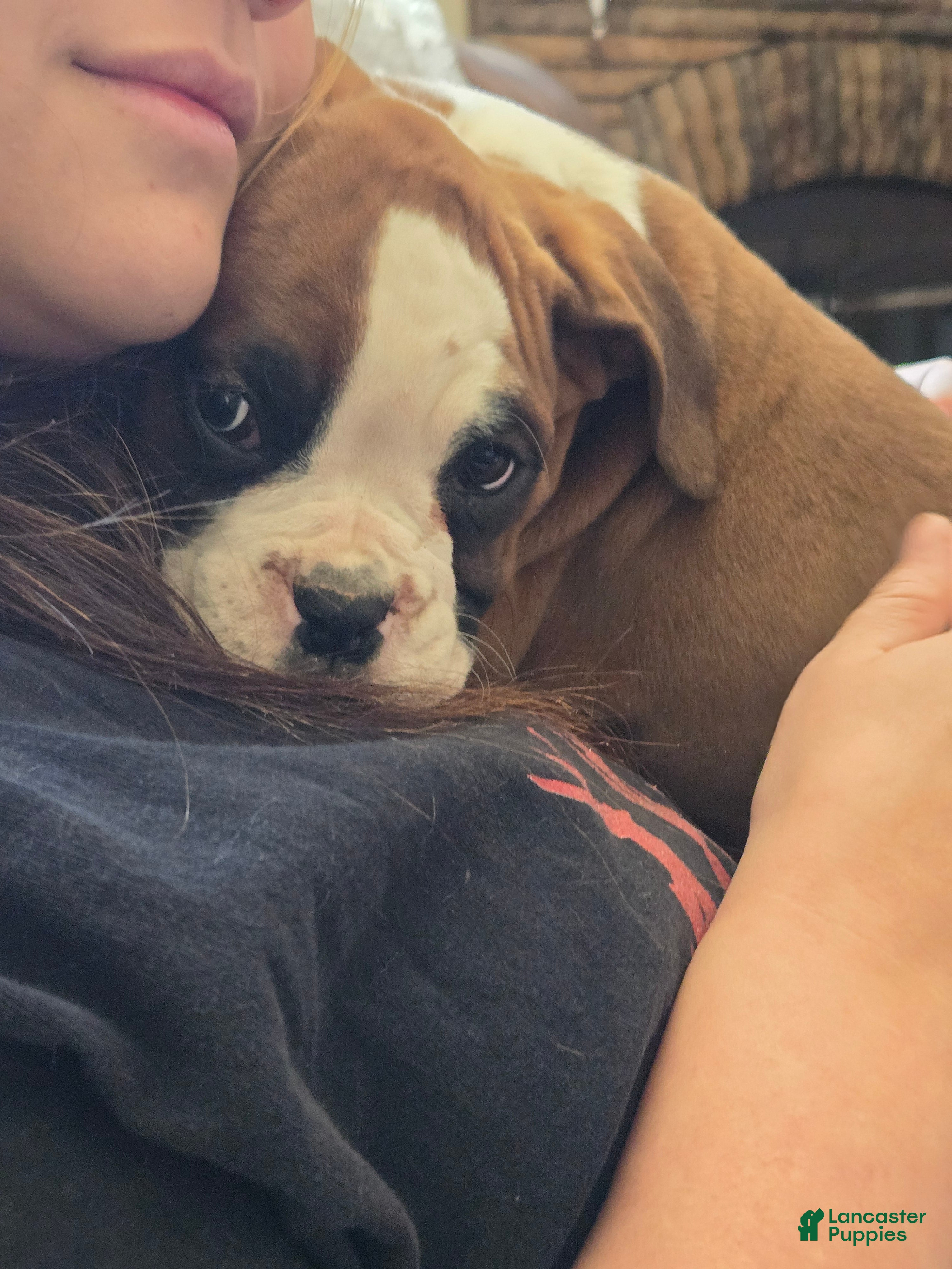 Boxer dogs Buddy - Ad 28