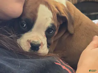 Boxer dogs Buddy - Ad 28