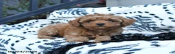 Toy Poodle dogs for sale: Flora   - Ad 3