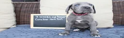 Great Dane dogs for sale: Coraline - Ad 3
