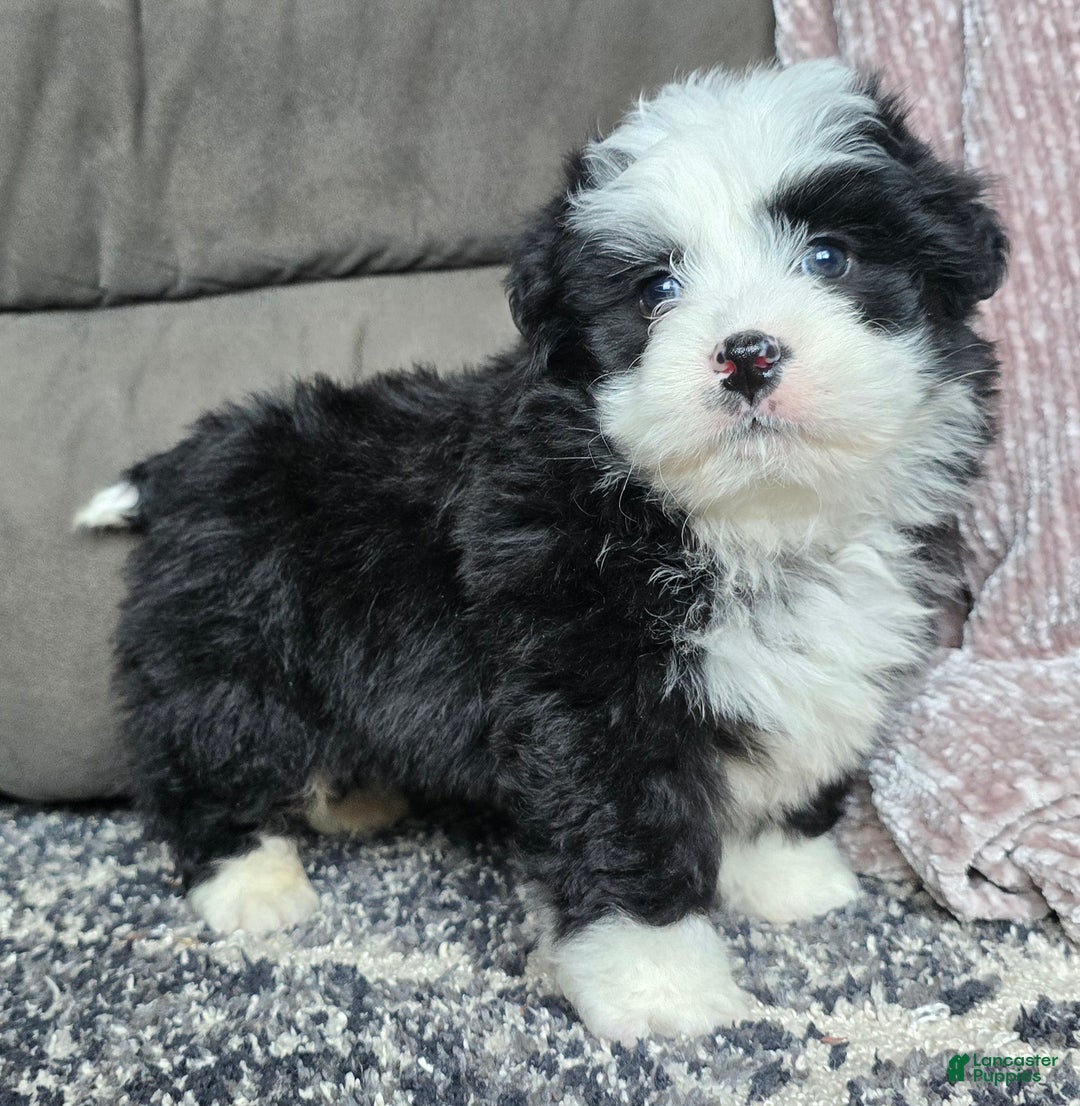 Mini Bernedoodle dogs for sale: Mini Boots - Ad 14