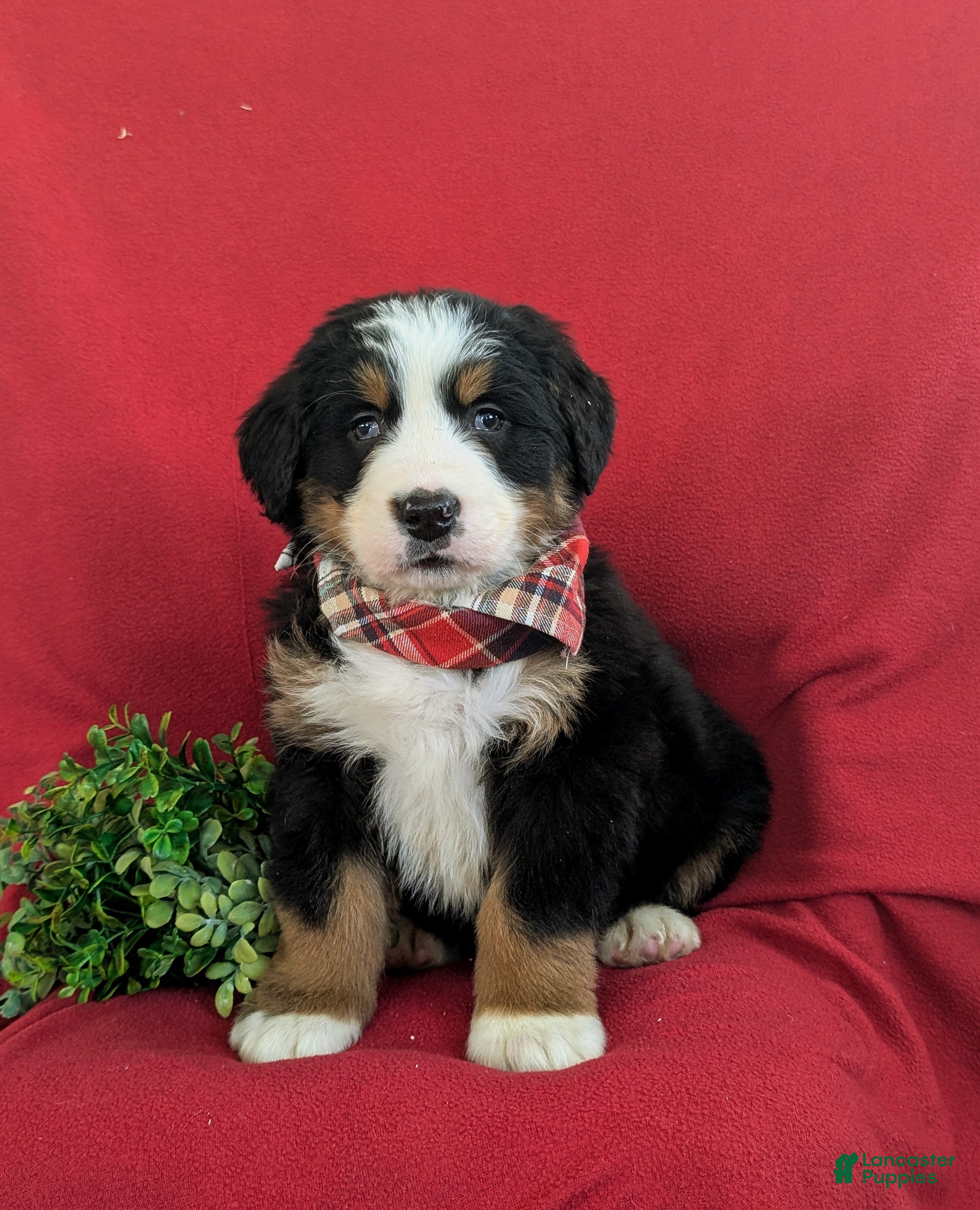 Bernese Mountain Dog dogs Dominic - Ad 30