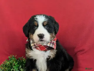 Bernese Mountain Dog dogs Dominic - Ad 30