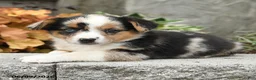 Mixed Breed dogs for sale: Nala - Ad 2