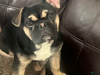 French Bulldog dogs Phoenix - Ad 10