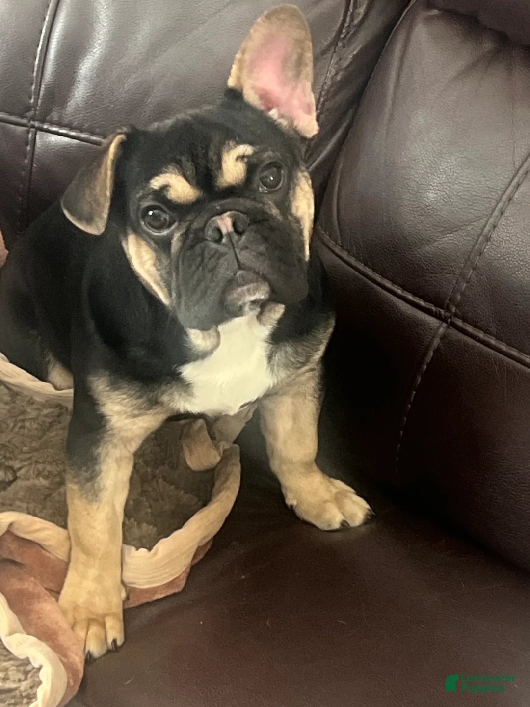 French Bulldog dogs for sale: Phoenix  - Ad 1