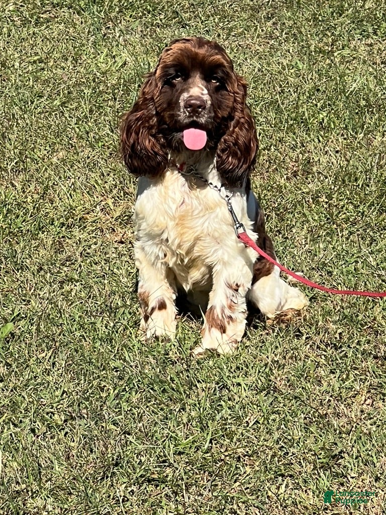 Cocker Spaniel dogs Tucker - Ad 1