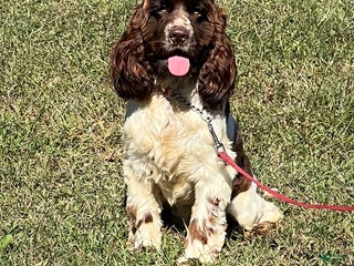 Cocker Spaniel dogs Tucker - Ad 13