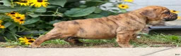 Beabull dogs for sale: Avery ❤️ - Ad 3