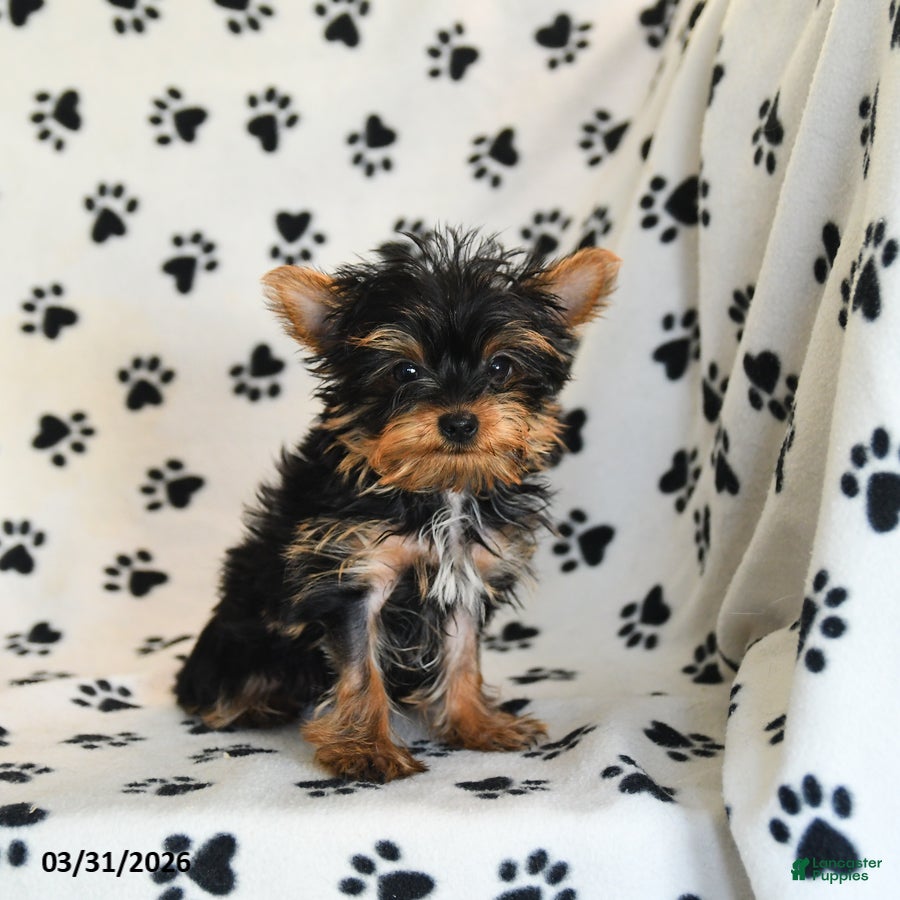 Yorkshire Terrier dogs Ulysses  - Ad 1