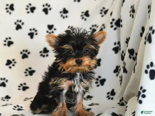 Yorkshire Terrier dogs for sale: Ulysses Toy Size - Ad 2