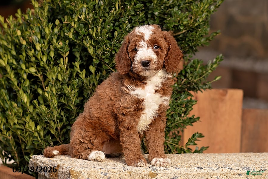 Mini Goldendoodle dogs Tina - Ad 2