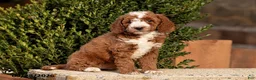 Mini Goldendoodle dogs for sale: Tina - Ad 2