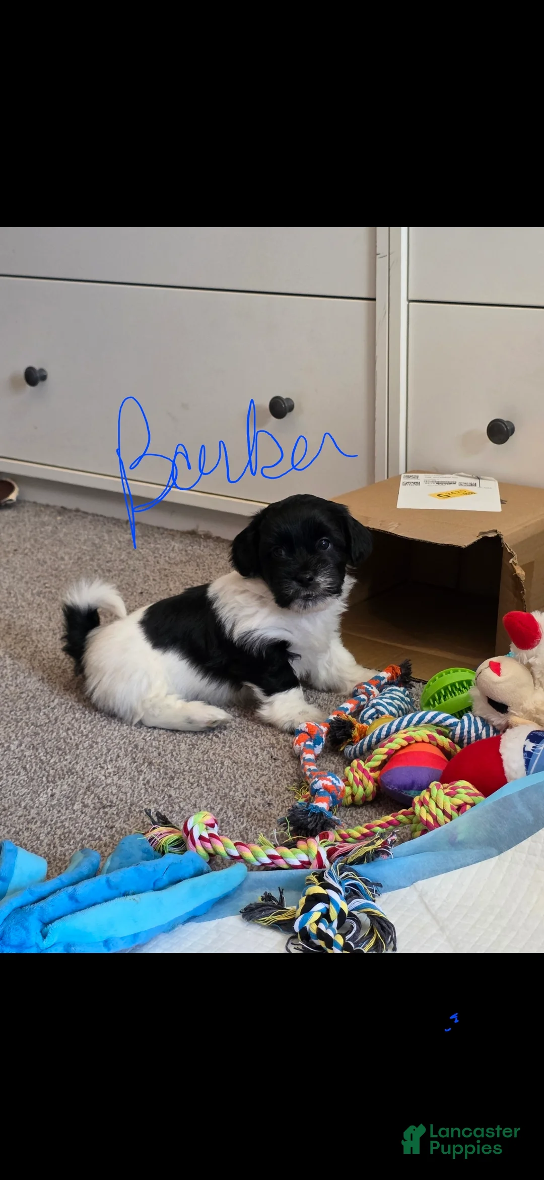 Teddy Bear dogs for sale: Teddy Bear Puppy 2 (Barker) - Ad 1
