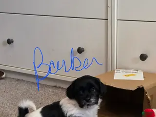 Teddy Bear dogs Teddy Bear Puppy 2 (Barker) - Ad 26