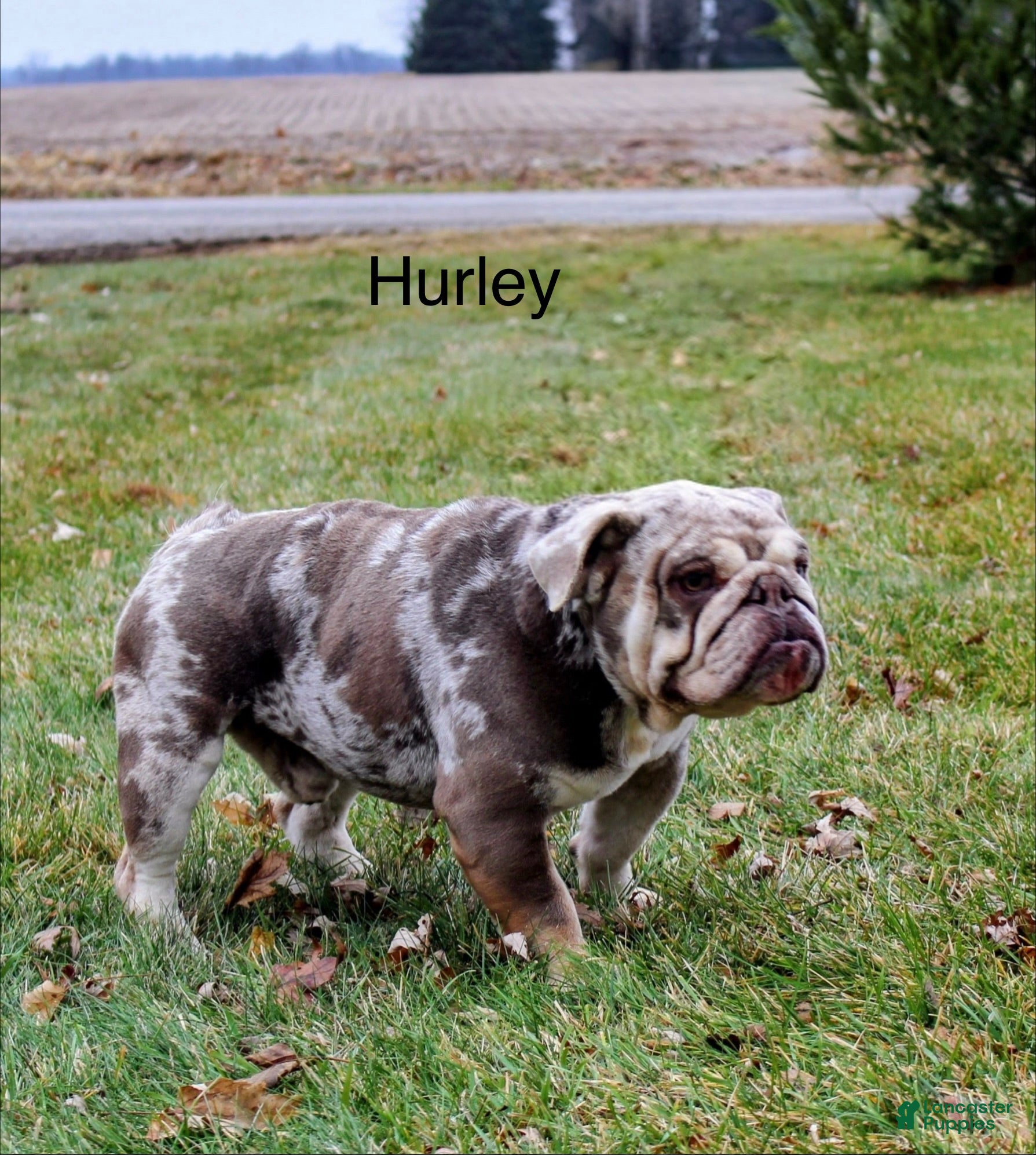 Hurley