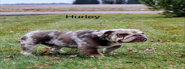 Hurley