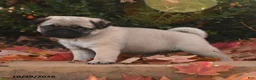 Pug dogs for sale: Dumpling - Ad 3