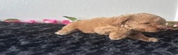 Mini Goldendoodle dogs for sale: Brody - Ad 8